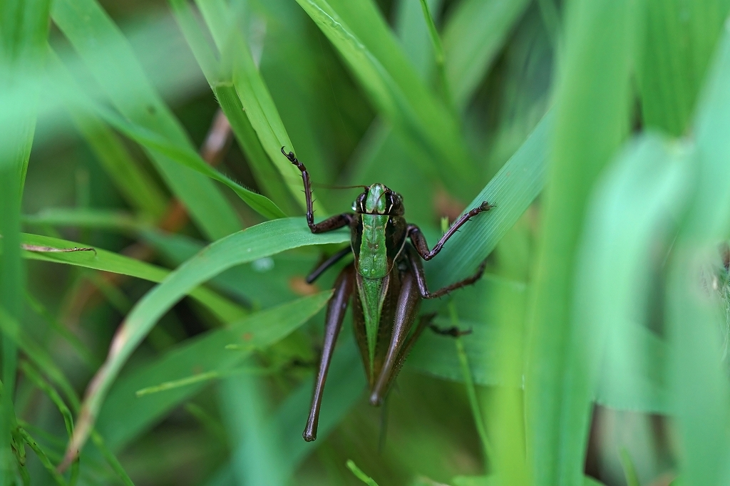 himegisu417m.jpg