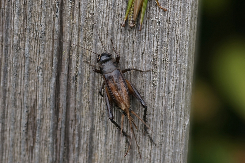 enmakourogi044m.jpg