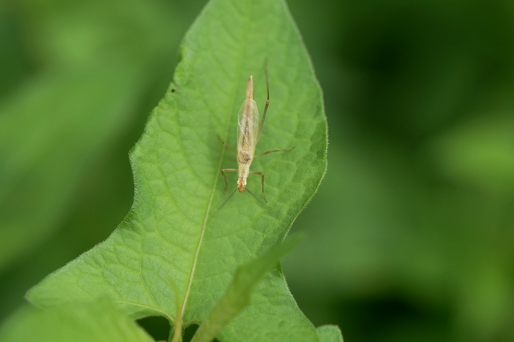 kantan31m.jpg