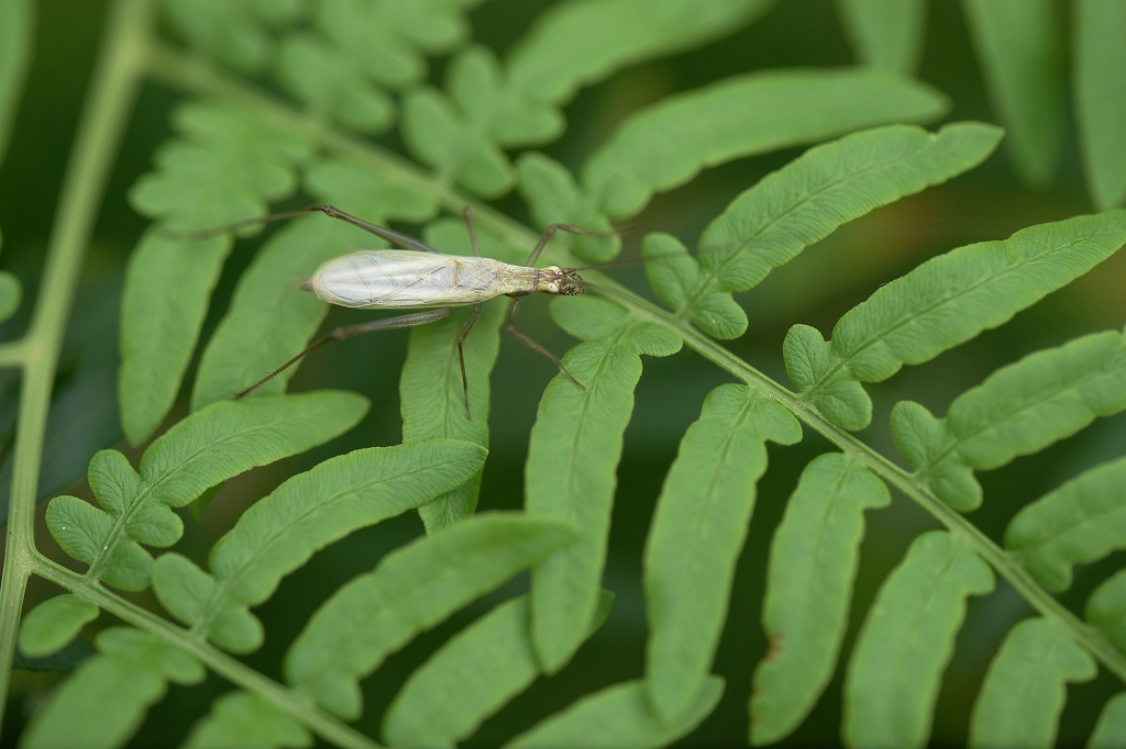 kantan801m.jpg