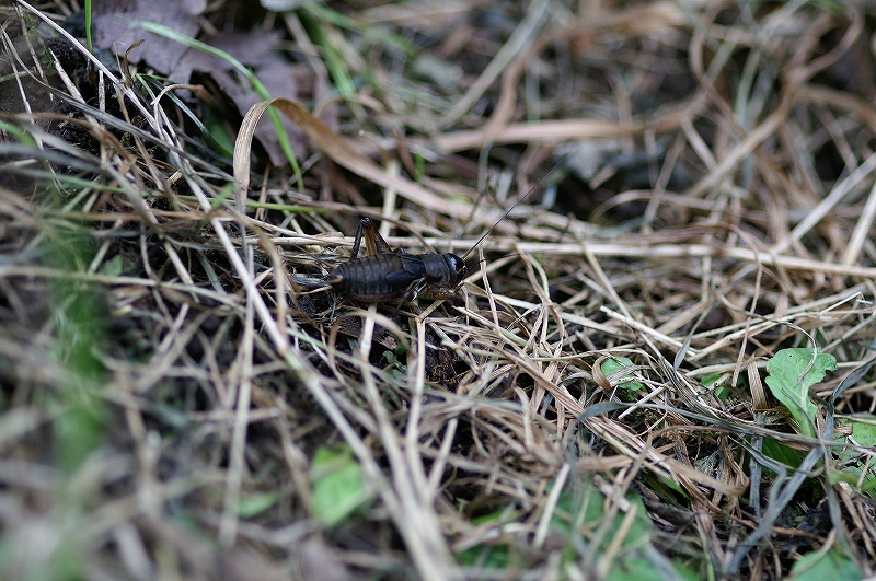 kurotuyakoorogi046.jpg