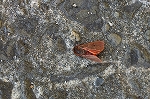 amahitori143_s.jpg
