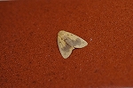 futahosikikokega130m_s.jpg