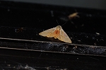 kibanemonhitori356_s.jpg
