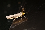 kiberinezumihosoba322_s.jpg