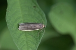 kimaekurohosoba056m_s.jpg