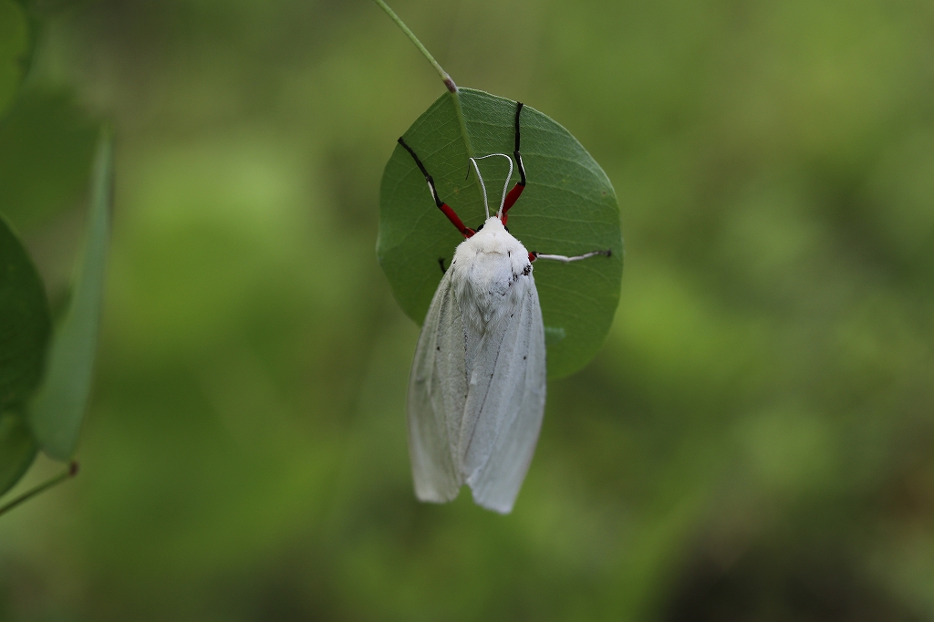 sirohitori030.jpg