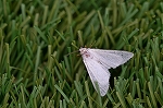 sirohosoba019m_s.jpg