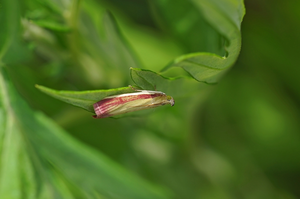 akamadarameiga028m.jpg