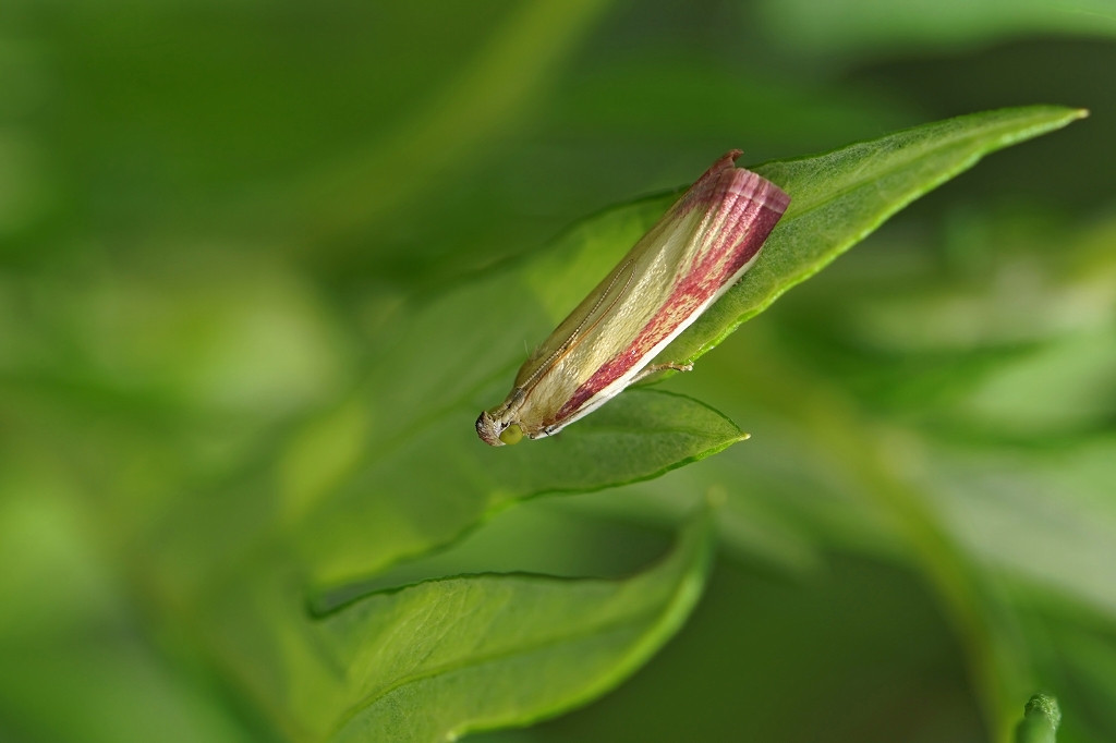 akamadarameiga038m.jpg