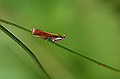 akamadarameiga087_s.jpg
