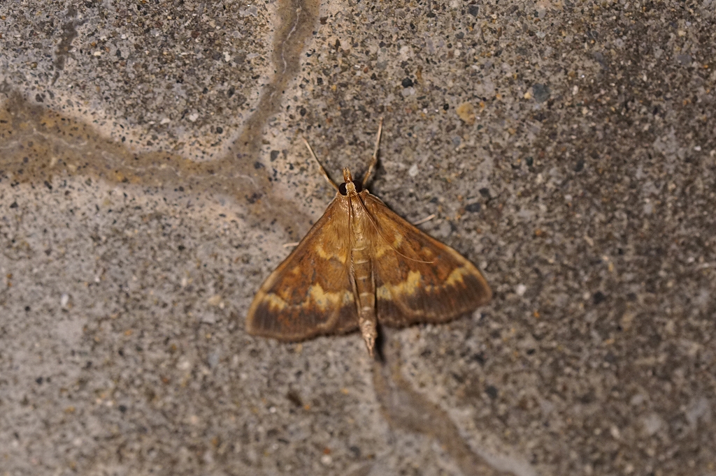 azukinomeiga554m.jpg