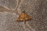 azukinomeiga554m_s.jpg