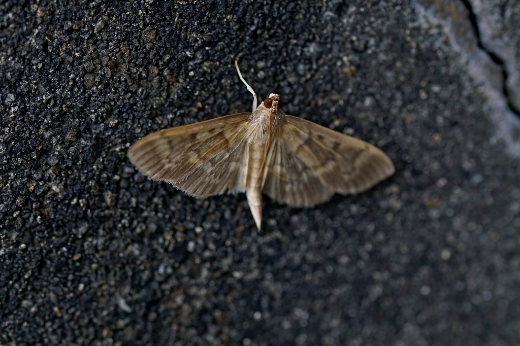 futiguronomeiga055m.jpg