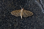 futiguronomeiga055m_s.jpg
