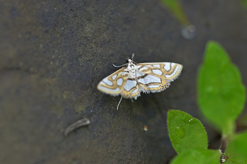 ginmonmizumeiga006m.jpg