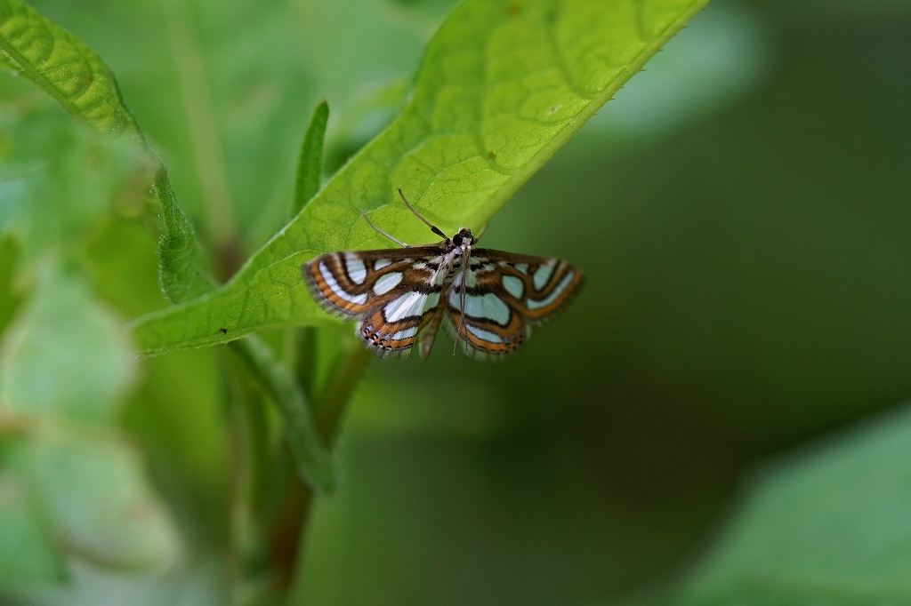 ginmonmizumeiga091m.jpg