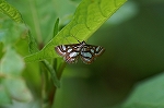 ginmonmizumeiga091m_s.jpg