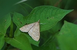 hosiobihosonomeiga253m_s.jpg
