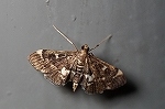 kogatasiromonnomeiga002m_s.jpg
