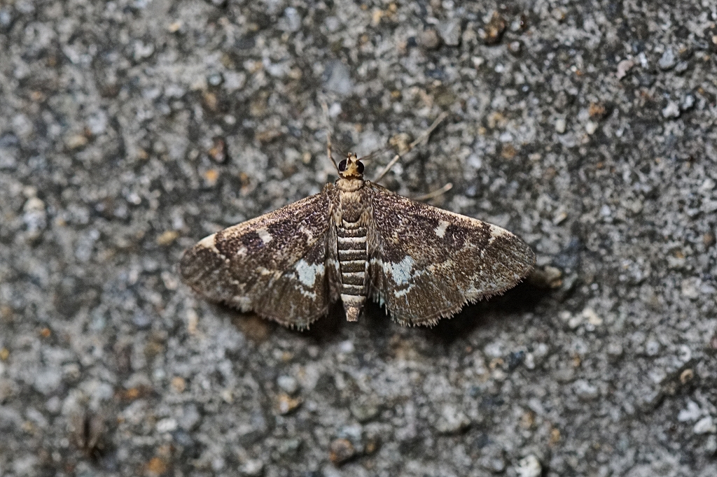 kogatasiromonnomeiga027m.jpg