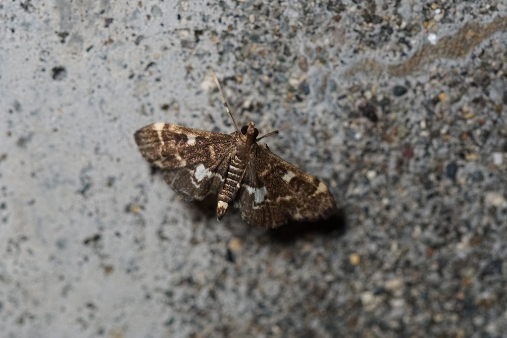 kogatasiromonnomeiga055.jpg