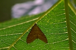 kuromyakunomeiga033m_s.jpg
