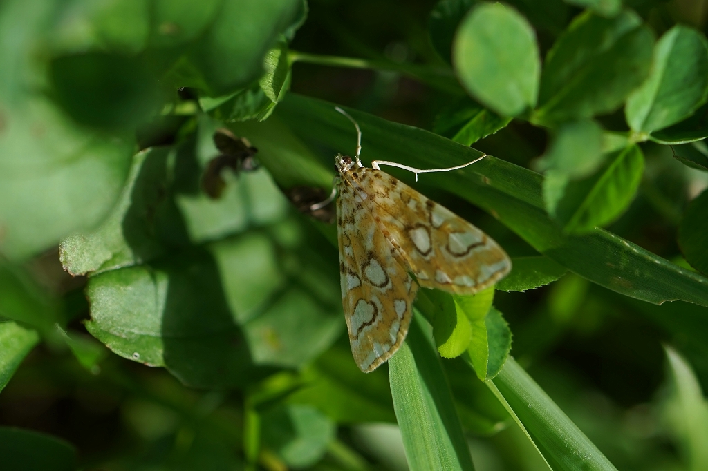 madaramizumeiga071m.jpg