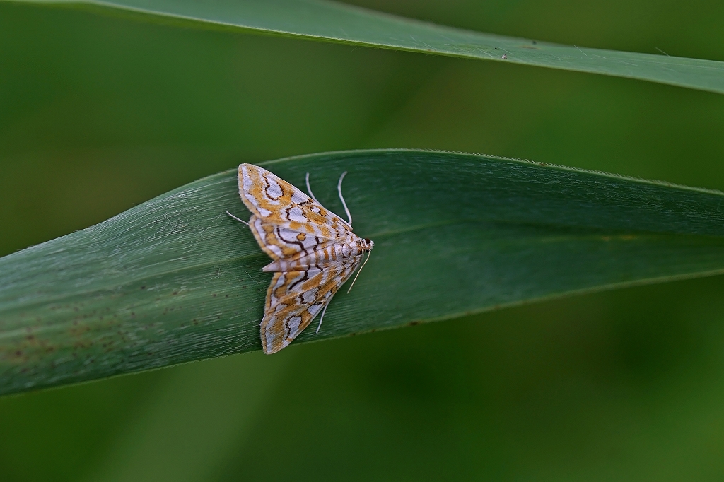 madaramizumeiga175m.jpg
