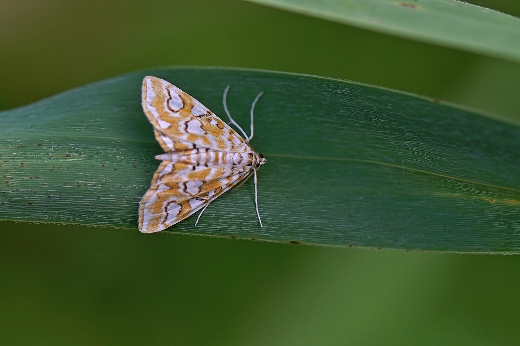 madaramizumeiga191m.jpg