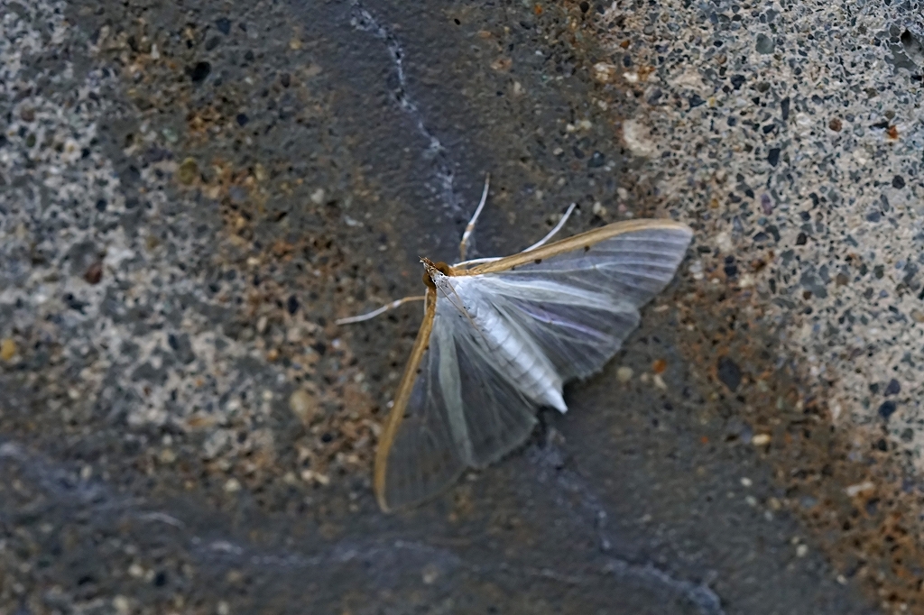 maeakasukasinomeiga016m.jpg