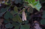 maejirohosomadarameiga078_s.jpg