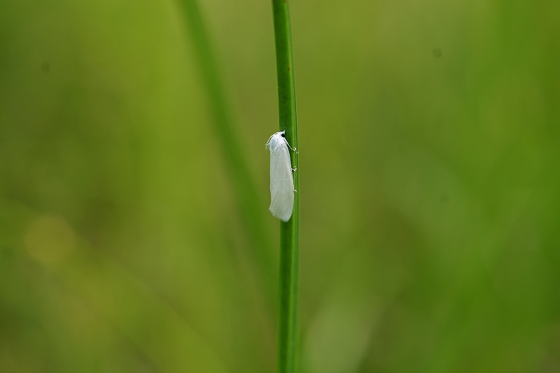 mumonsirooomeiga001.jpg