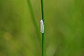 mumonsirooomeiga001_s.jpg