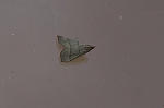 oobasimameiga155m_s.jpg