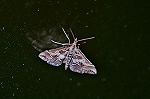 siroayahimenomeiga122m_s.jpg