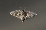 siromadaranomeiga024_s.jpg