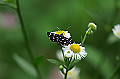 siromonnomeiga034_s.jpg