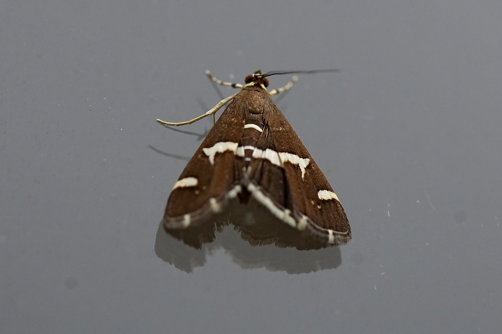 siroobinomeiga008m.jpg