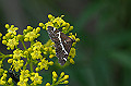 siroobinomeiga079_s.jpg