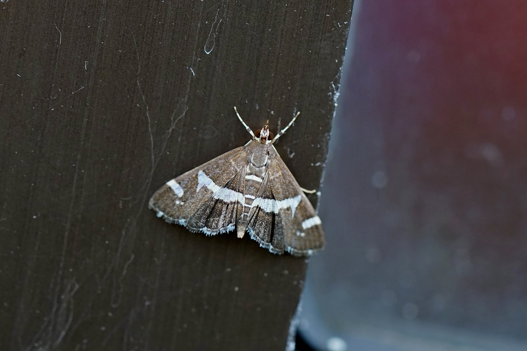 siroobinomeiga502m.jpg