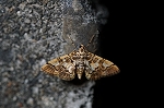 sirotenkinomeiga062_s.jpg