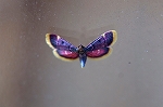 tobiirosimameiga196m_s.jpg