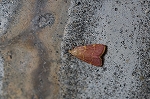 tumakisimameiga643_s.jpg