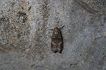 yamatomadarameiga056_s.jpg