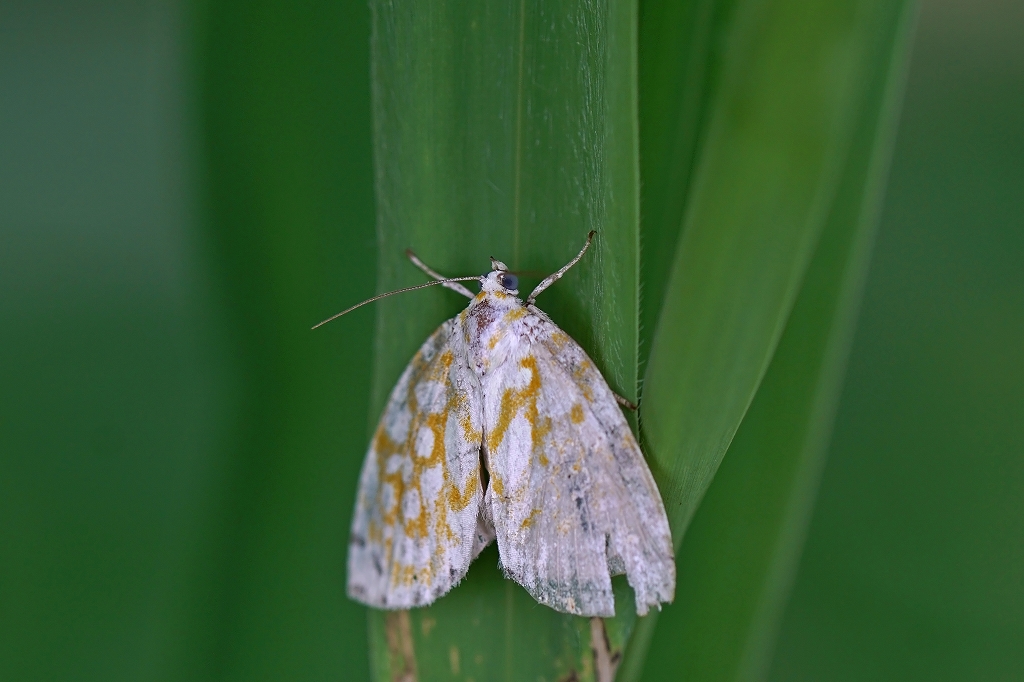 amimeringa041m.jpg