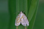 amimeringa041m_s.jpg