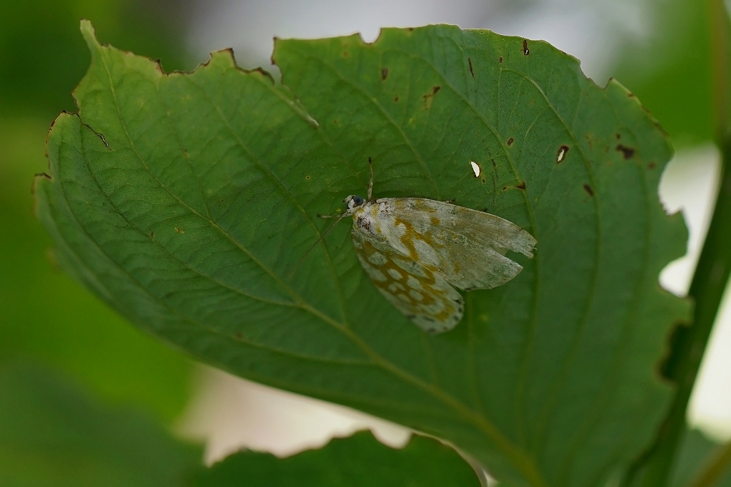 amimeringa058m.jpg