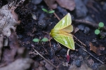 ubatamamusi013_s.jpg