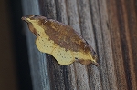 asibenikagiba083_s.jpg
